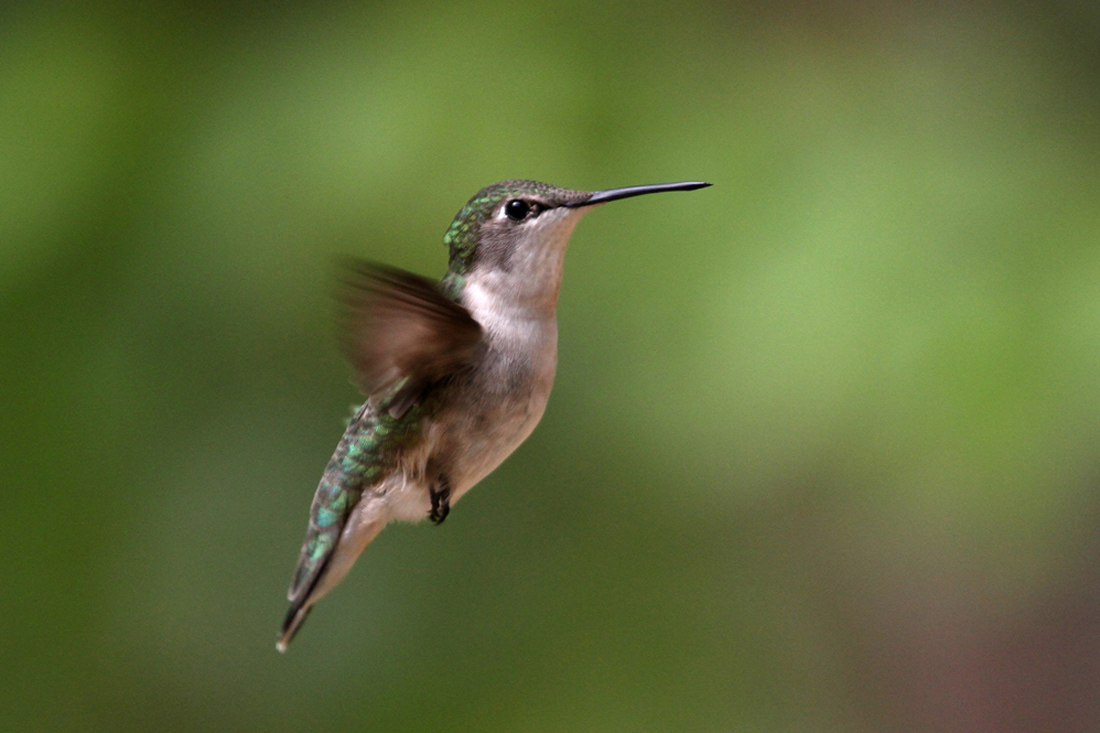 Ruby_throatedHummingbird
