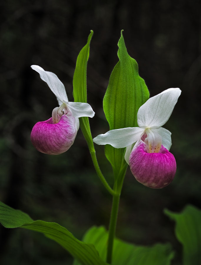 A Pair of Showies