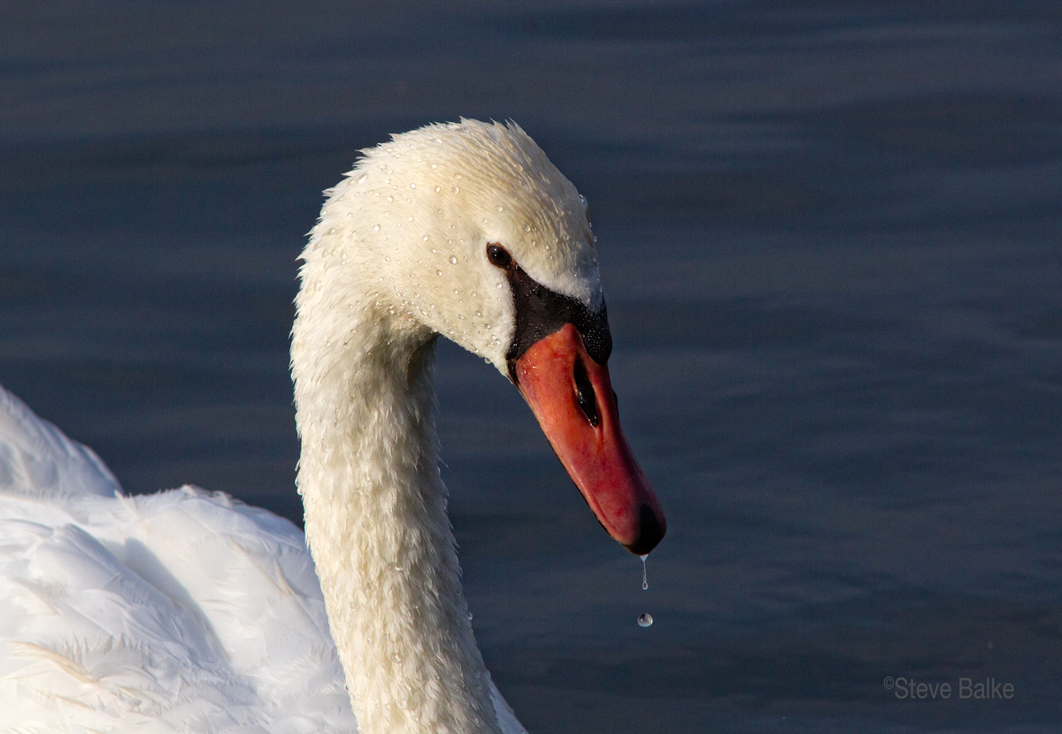 Mute Swan Portrait