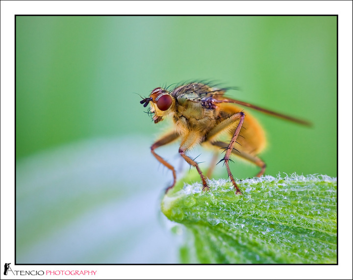 Summer Flies