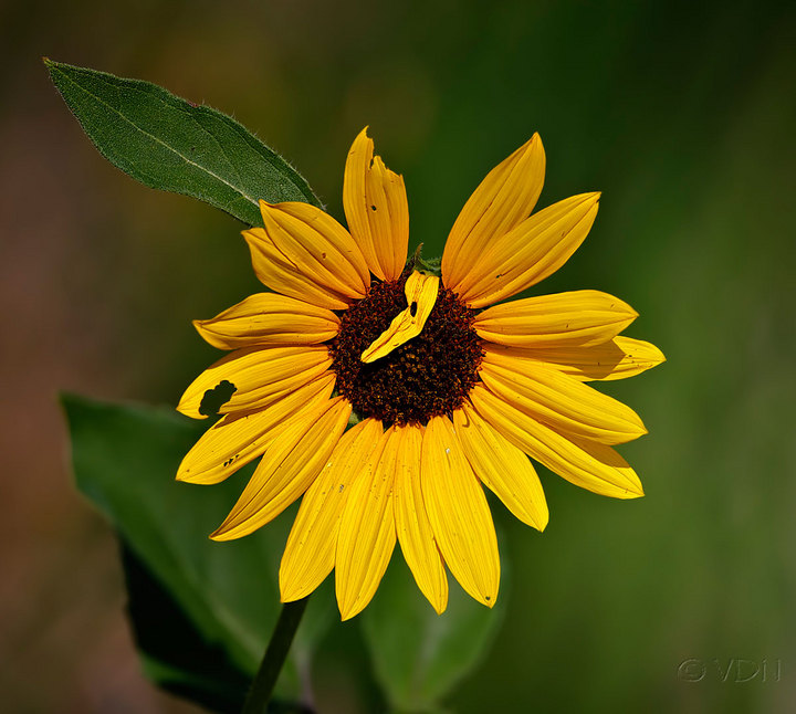 Flora