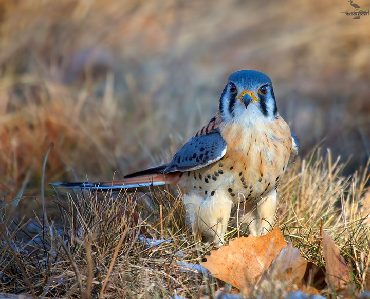 Avian