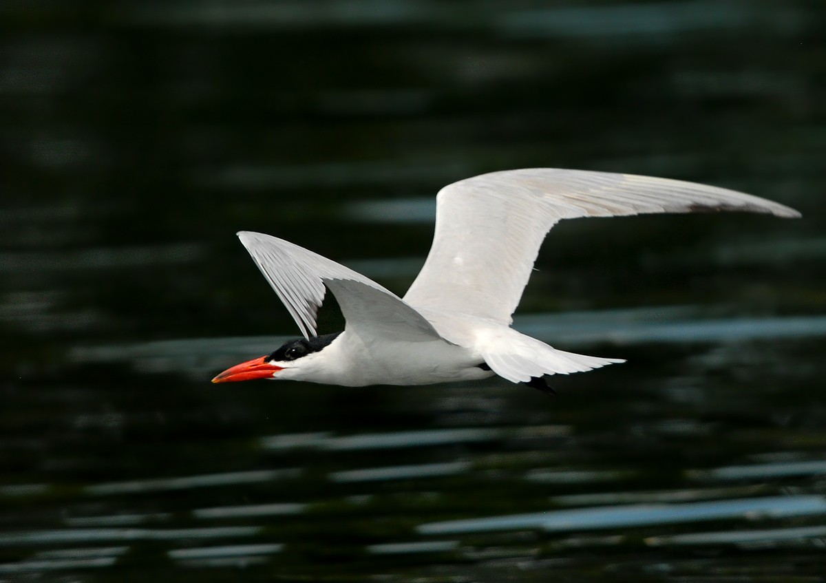 Caspian Tern