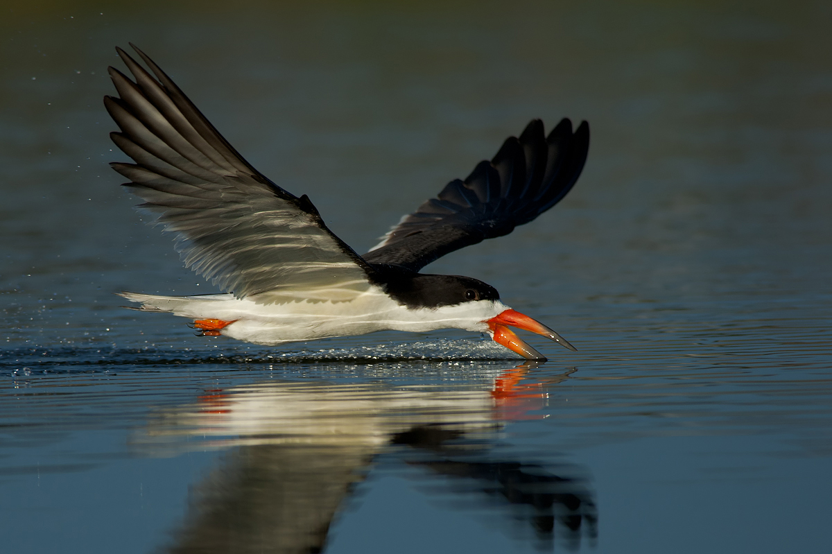one more Black Skimmer 