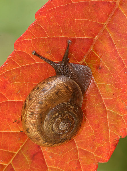Snail on Sumac