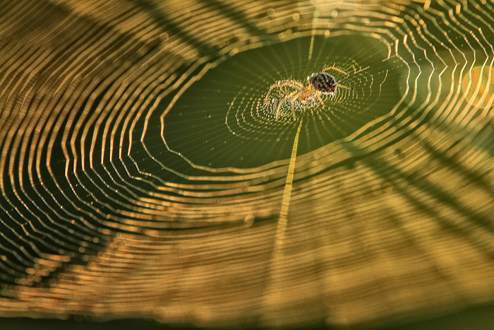 Morning sunshine spider!