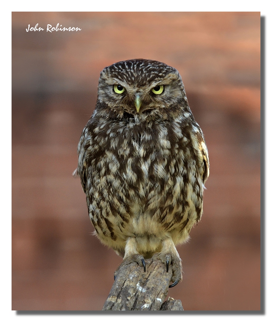 Little Owl