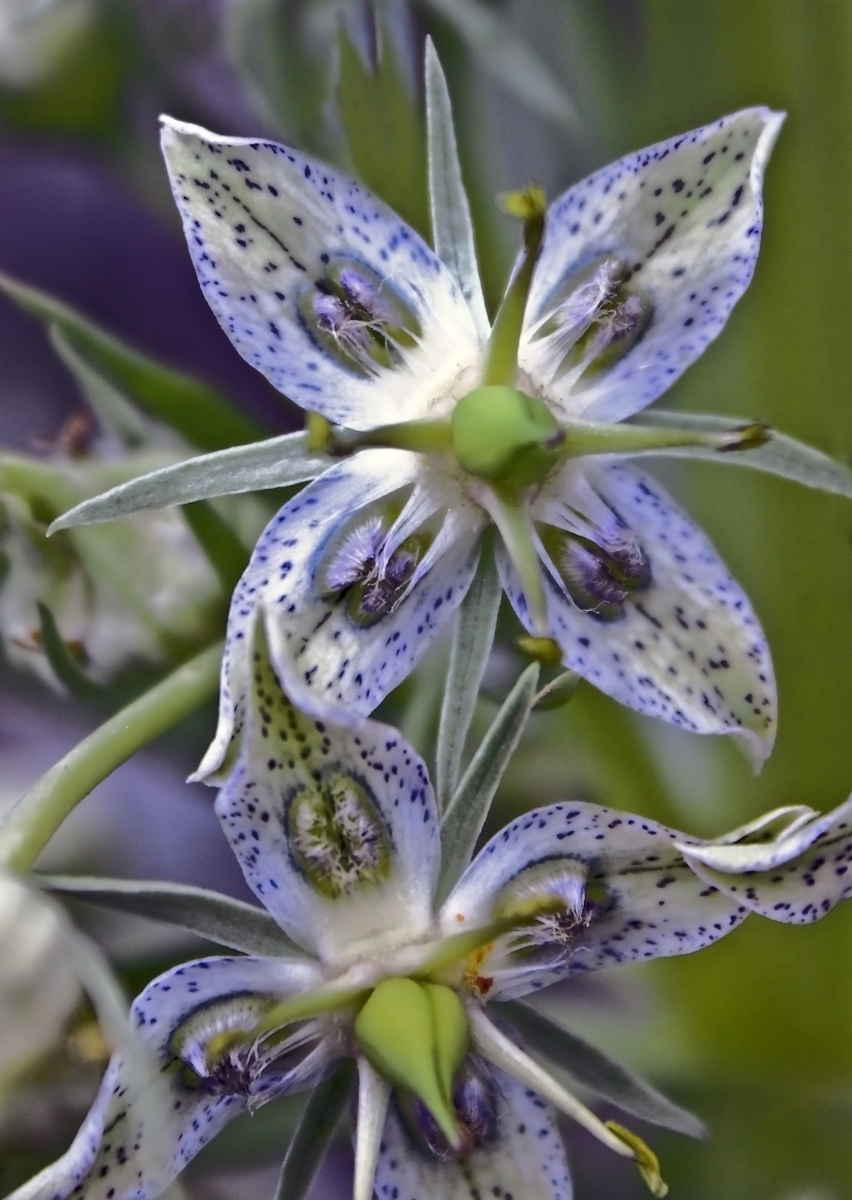Green Gentian