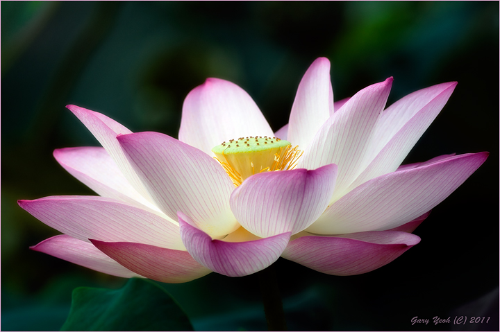Iridescent
