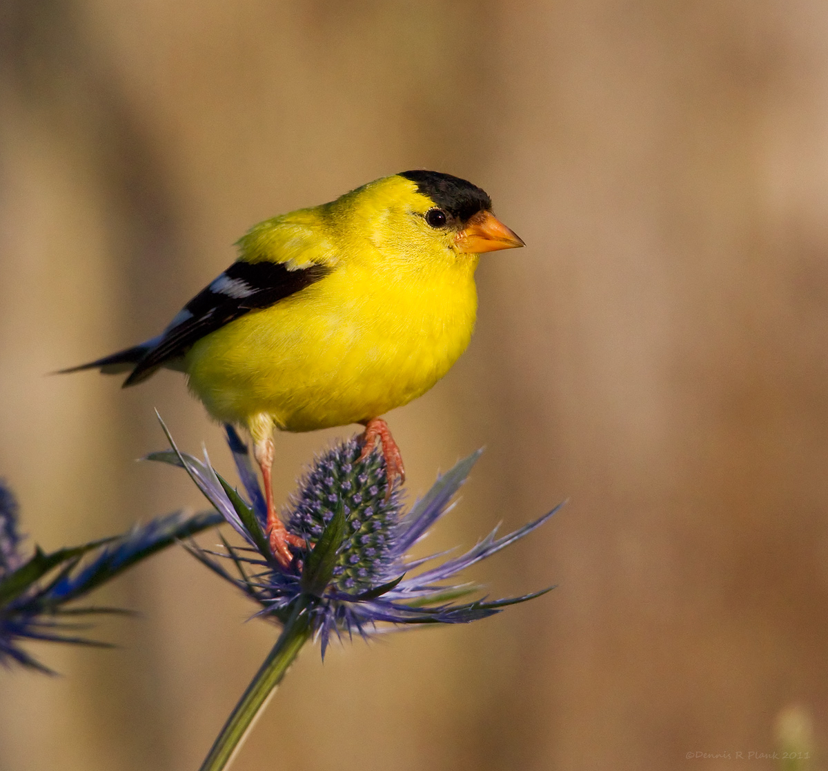 American Goldfinch