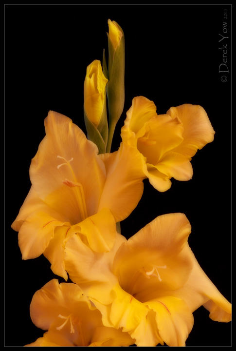Gladiola