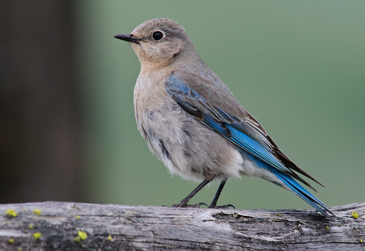 Female Bluebird