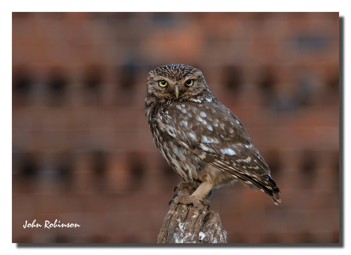 Another Little owl
