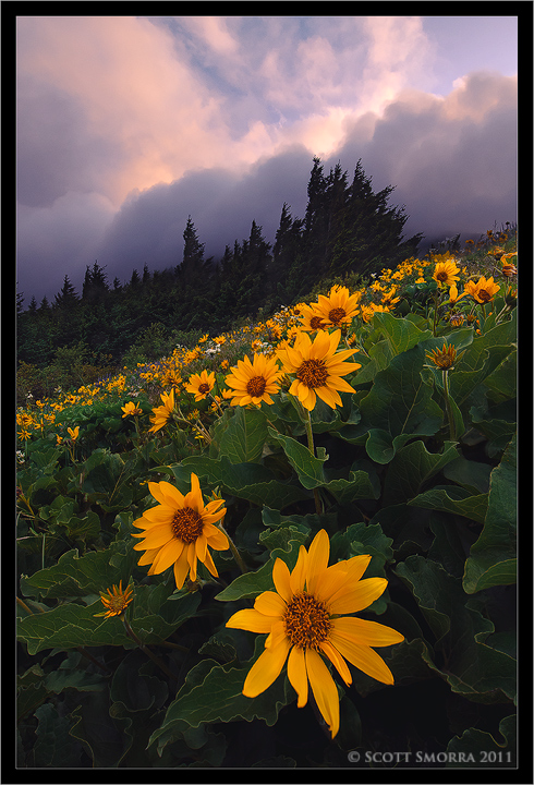 Dog Mountain Sunrise