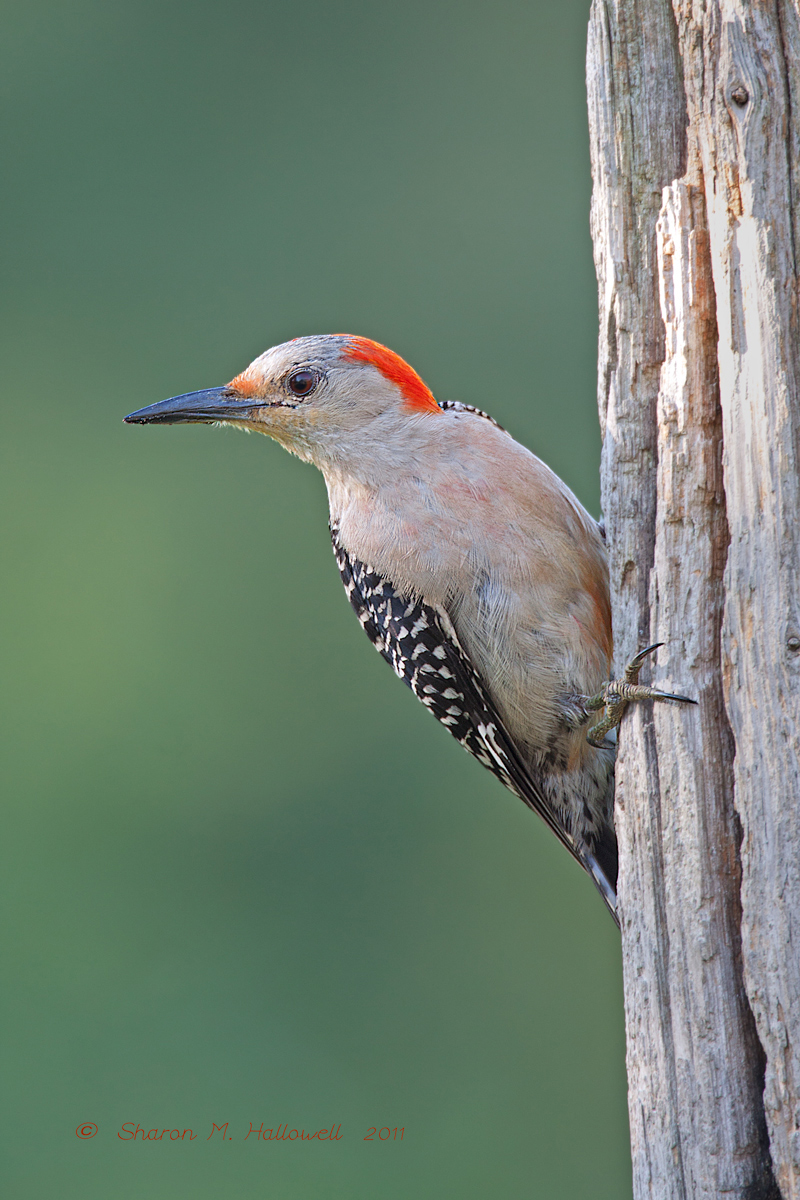 Red-bellied WP