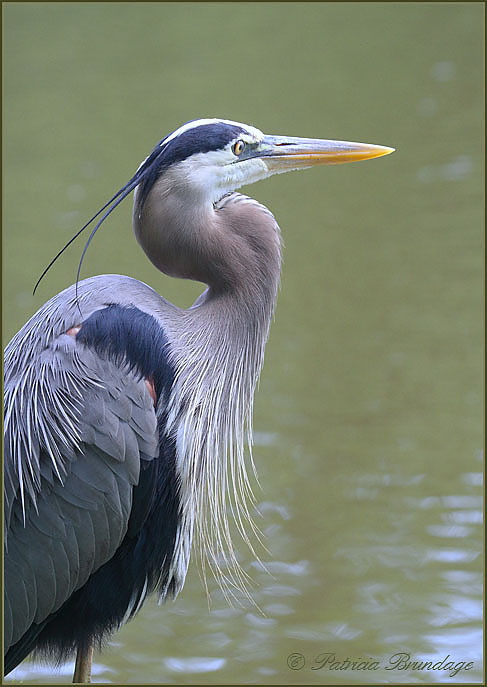 Great Blue Heron