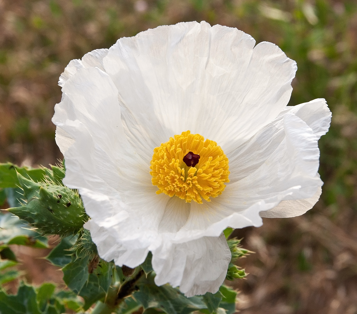 Bluestem Pricklypoppy