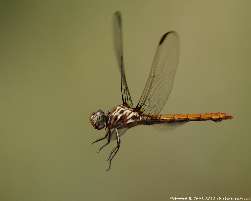 Roseate Flyer
