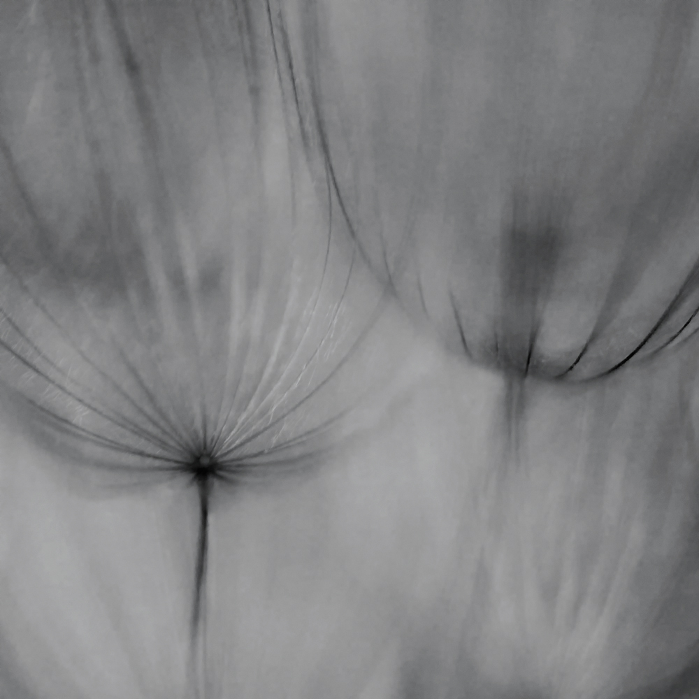 Seed Head B&W II + Repost