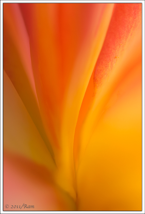 Rose Abstract-2