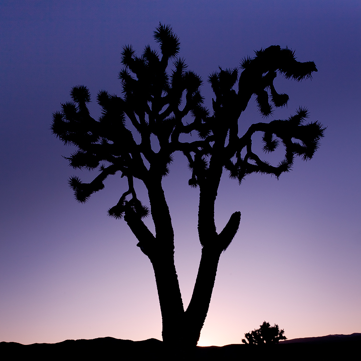 Joshua Tree, Twilight