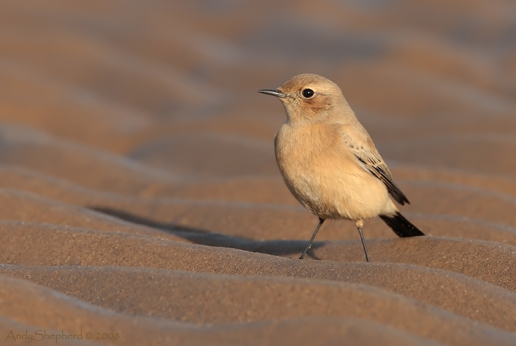 Desert Wheatear