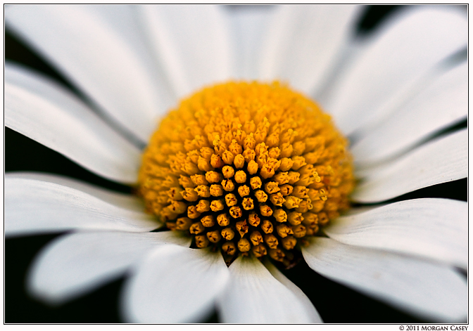 Feathery Daisy