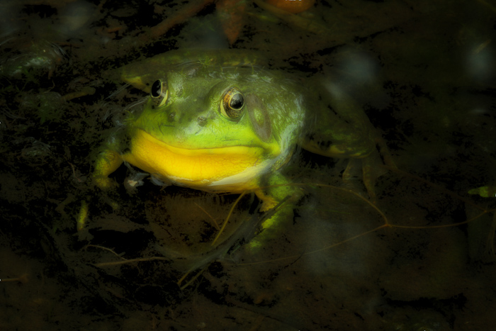 Bull frog