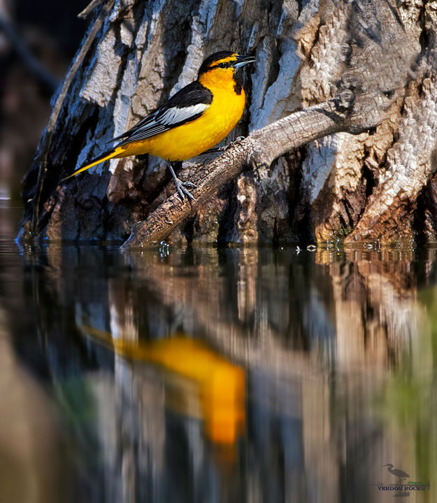 Bullock Oriole