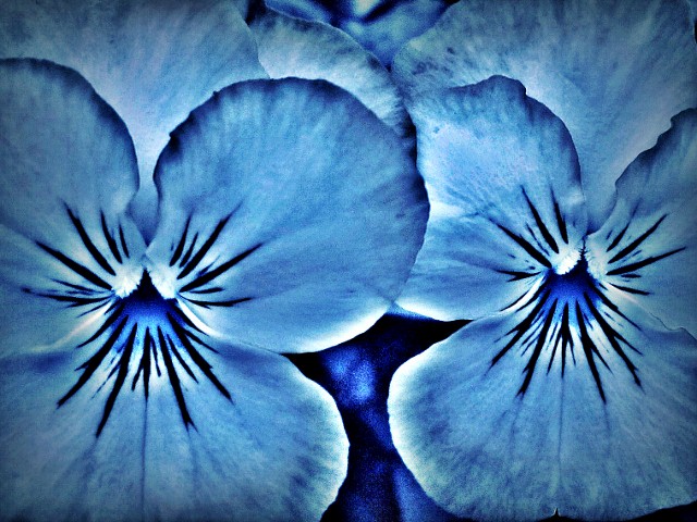 AmazingViolas2