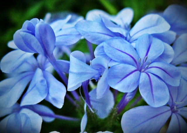 Dreamy Blue