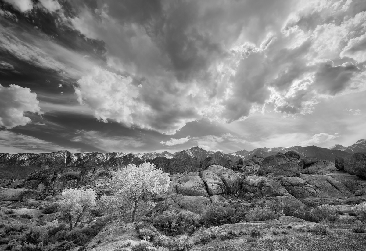 Cottonwoods in the Hills