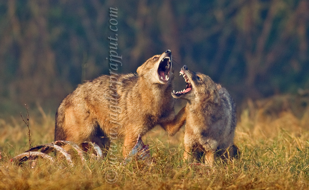 Jackals on the kill