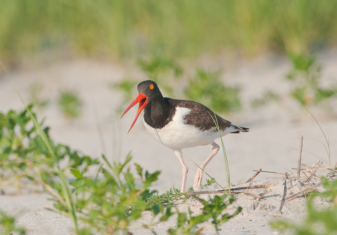 Oystercatcher + Re-post