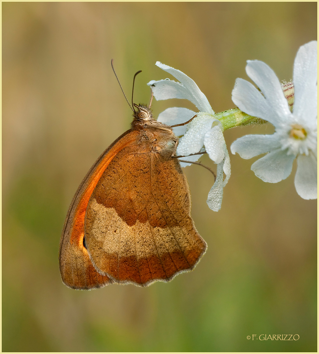 Meadow brown + repost