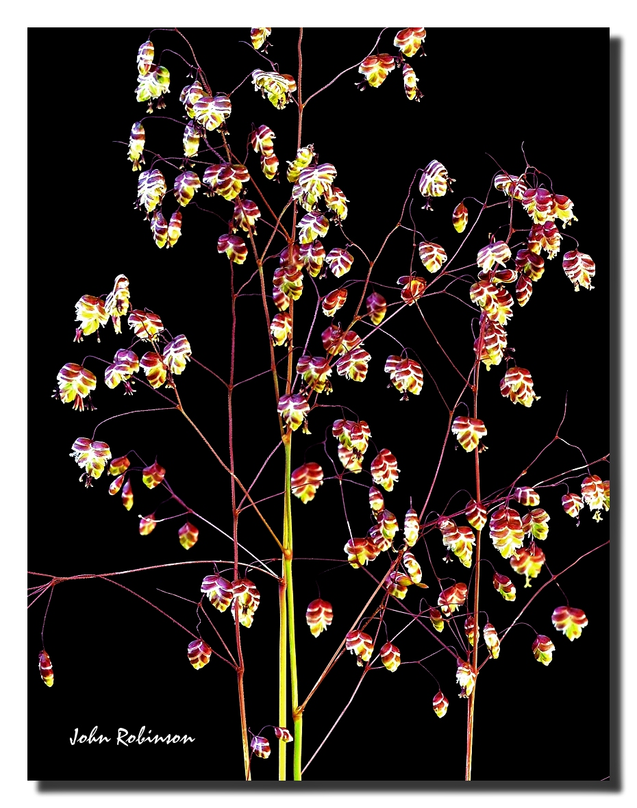 Quaking Grass