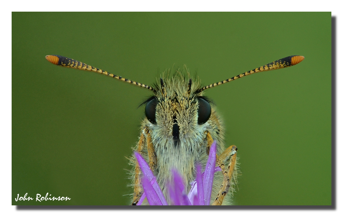 Skipper up Close + levelled a bit