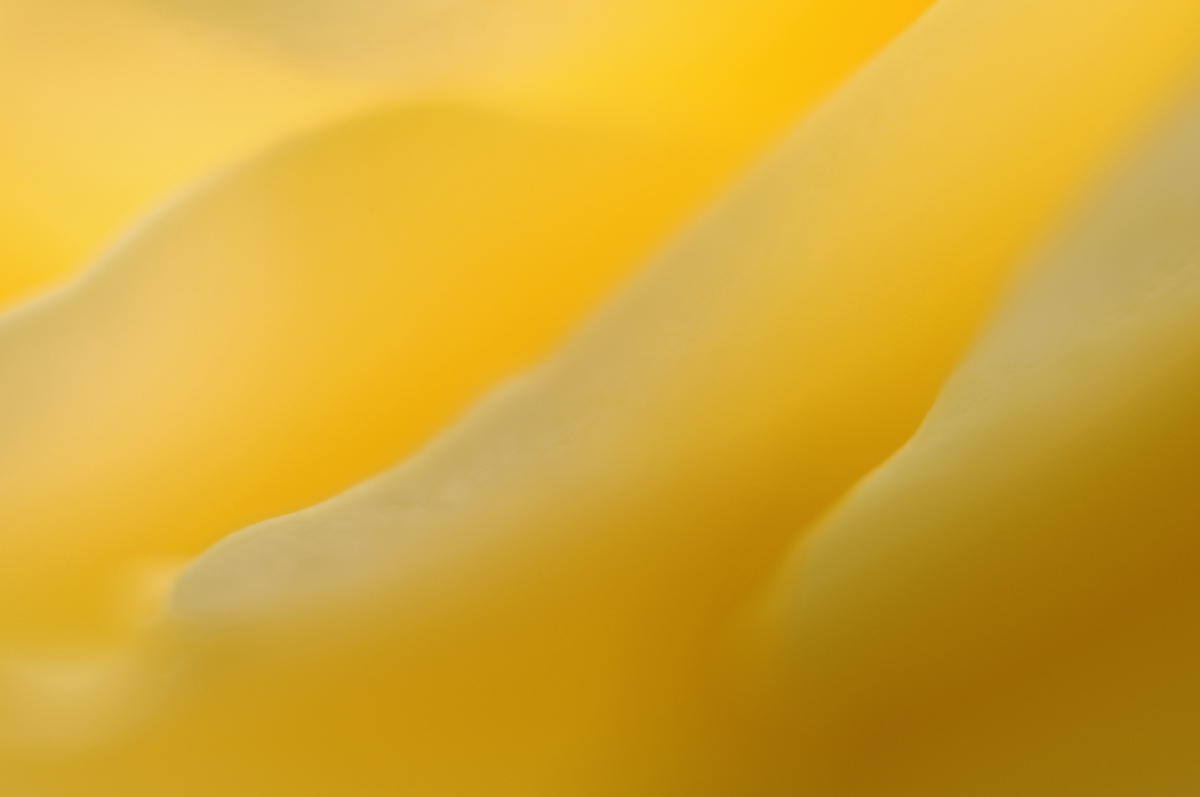 Abstract in yellow