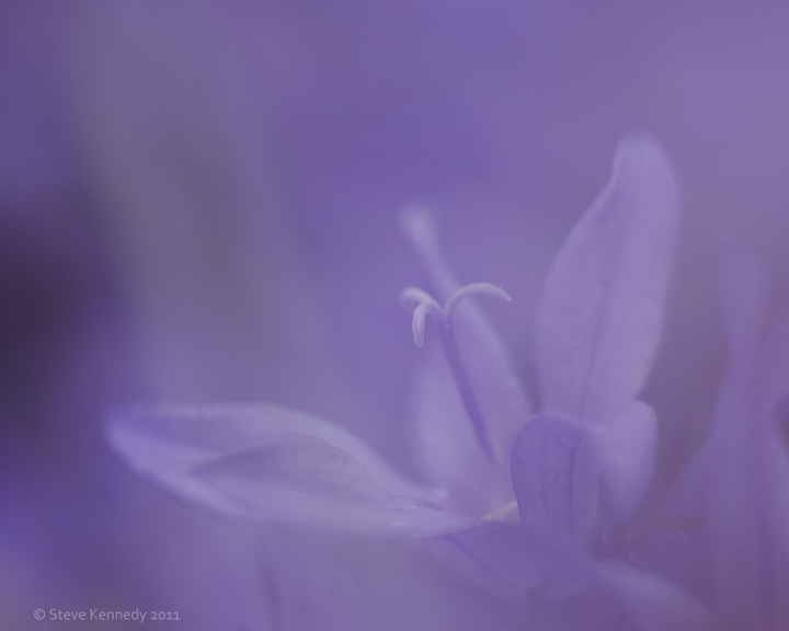 Purple Haze - RE_POST