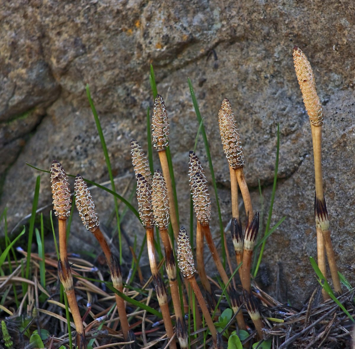Horsetail--fertile stems