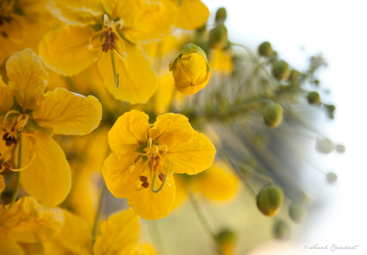 Yellow Rain and Repost