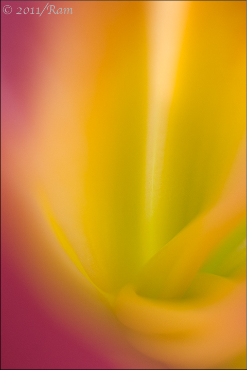 Daylily