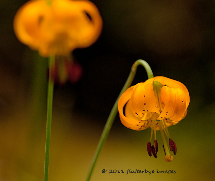 Tiger Lily and REPOST