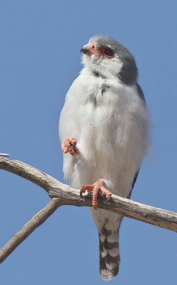 Pygmy Falcon