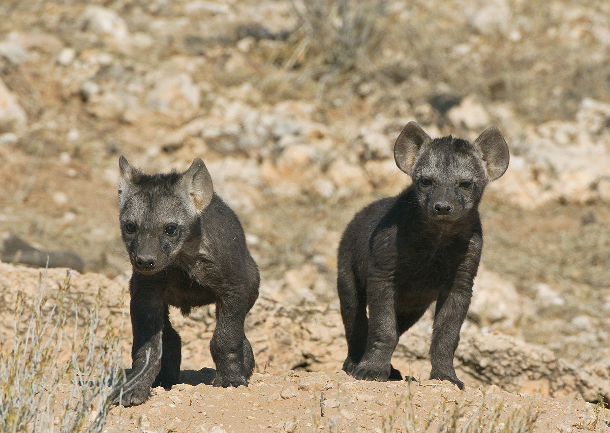 Two Hyena Pups