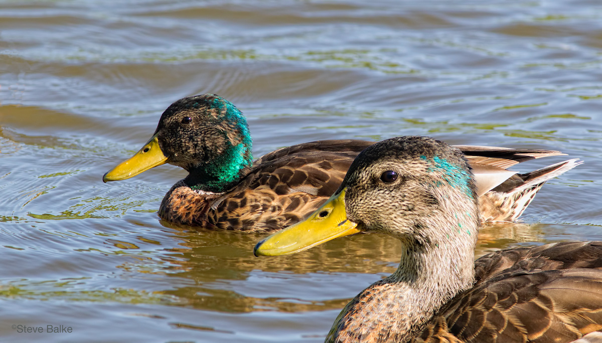 Punk Ducks  