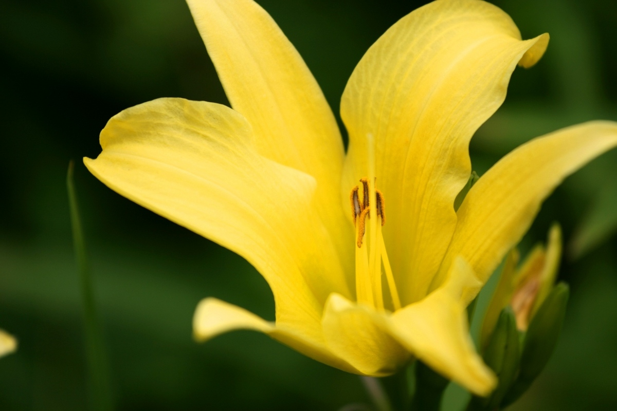A Single Beauty