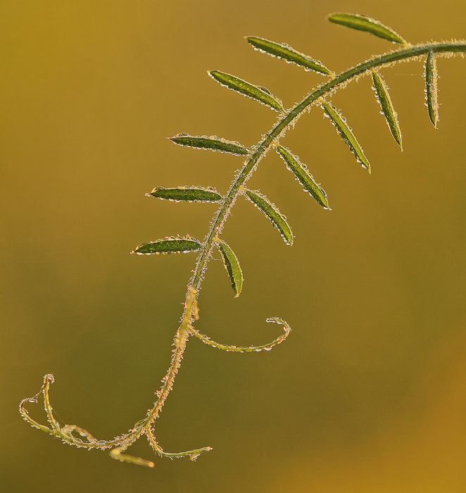 Sunshine vine