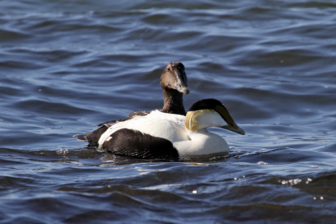 CommonEider