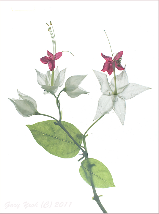 Botanical drawing